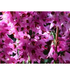 Ανθοΐαμα Heather 30ml