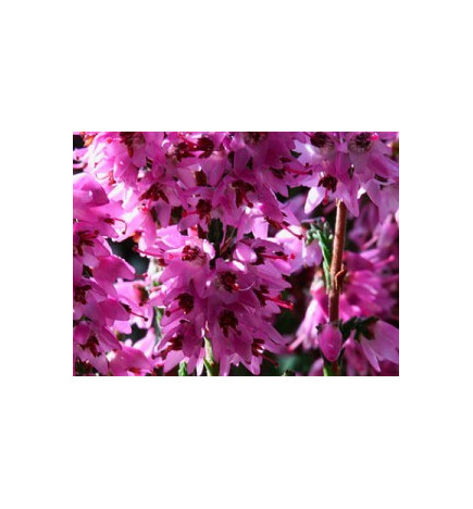 Ανθοΐαμα Heather 30ml