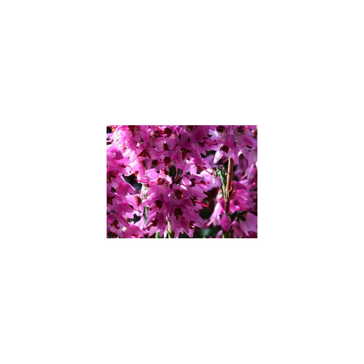 Ανθοΐαμα Heather 30ml Ανθοΐαμα Heather 30ml