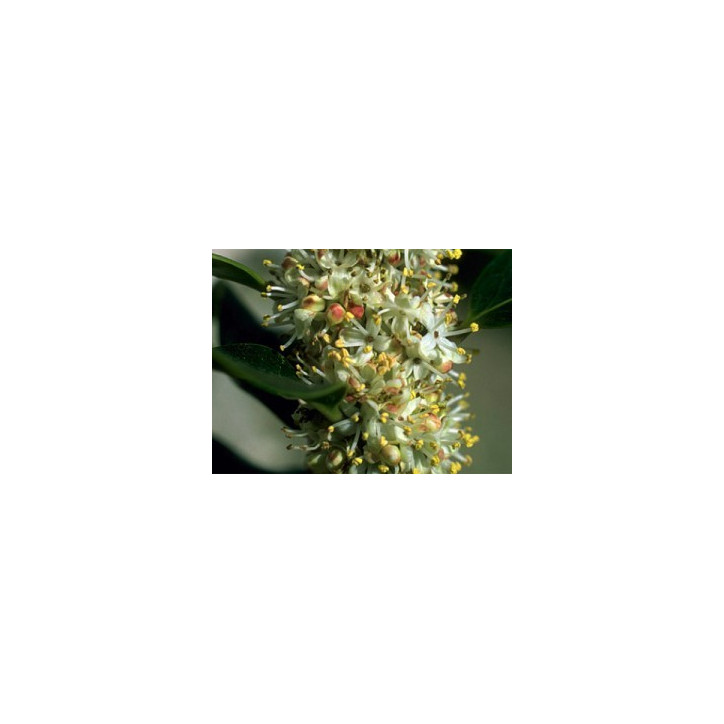Ανθοΐαμα Holly 30ml