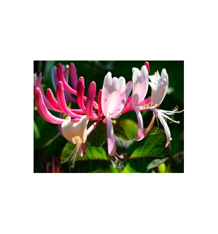 Ανθοΐαμα Honeysuckle 30ml