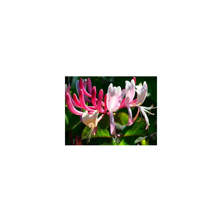 Ανθοΐαμα Honeysuckle 30ml