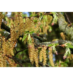 Ανθοΐαμα Hornbeam 30ml