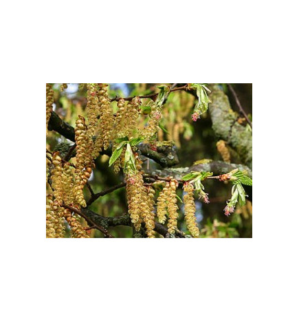 Ανθοΐαμα Hornbeam 30ml
