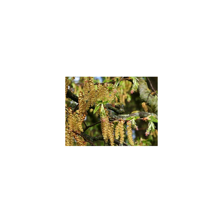 Ανθοΐαμα Hornbeam 30ml Ανθοΐαμα Hornbeam 30ml