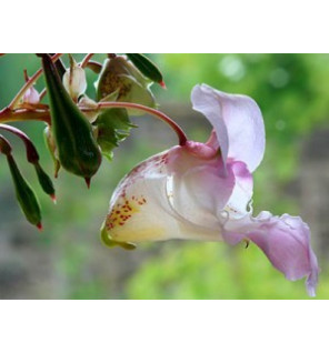 Ανθοΐαμα Impatiens 30ml