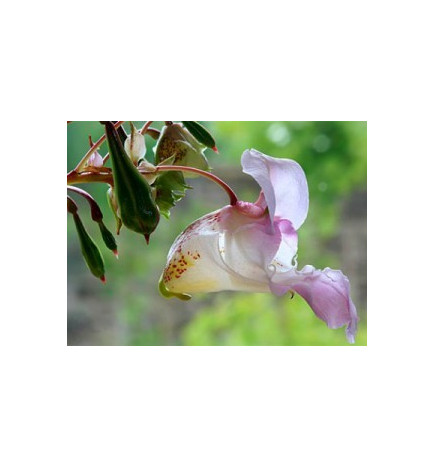Ανθοΐαμα Impatiens 30ml