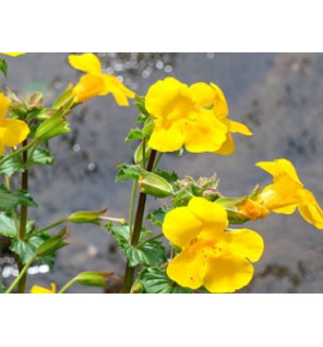 Mimulus 30ml