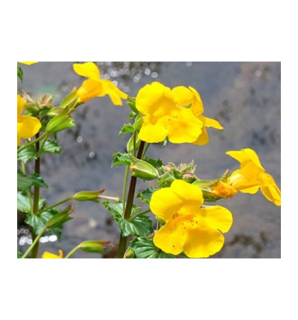 Mimulus 30ml