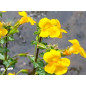 Ανθοΐαμα Mimulus 30ml