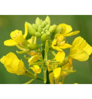 Ανθοΐαμα Mustard 30ml