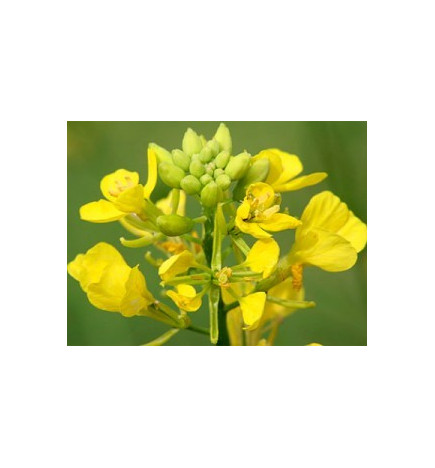 Ανθοΐαμα Mustard 30ml