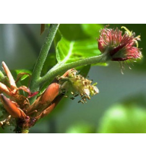 Ανθοΐαμα Oak 30ml