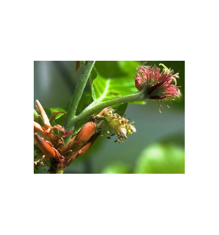 Ανθοΐαμα Oak 30ml