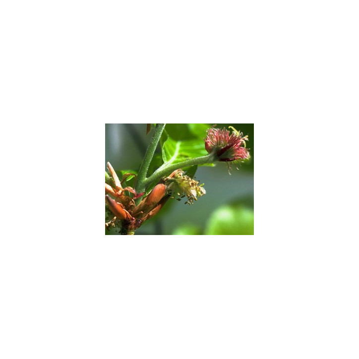 Ανθοΐαμα Oak 30ml Ανθοΐαμα Oak 30ml