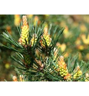 Ανθοΐαμα Pine 30ml