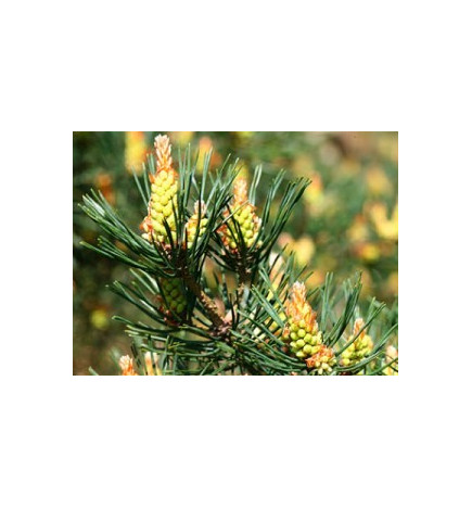 Ανθοΐαμα Pine 30ml