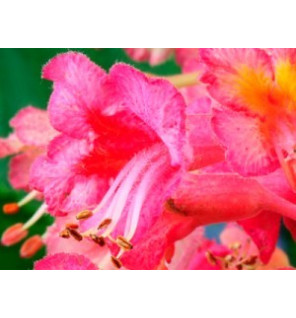 Ανθοΐαμα Red Chestnut 30ml