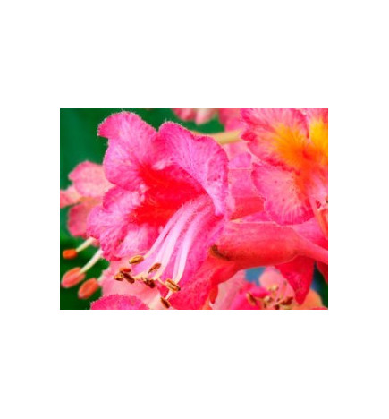 Ανθοΐαμα Red Chestnut 30ml