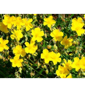 Ανθοΐαμα Rock Rose 30ml