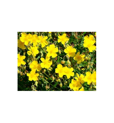 Ανθοΐαμα Rock Rose 30ml