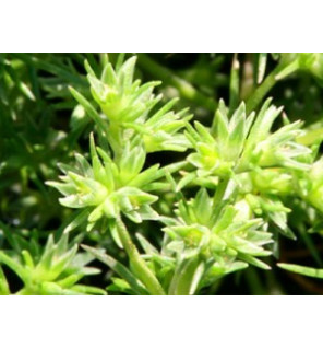 Ανθοΐαμα Scleranthus 30ml