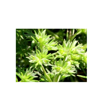 Ανθοΐαμα Scleranthus 30ml