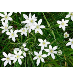 Star of Bethlehem 30ml