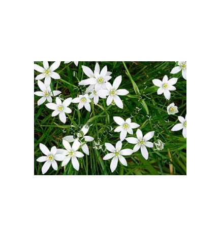 Star of Bethlehem 30ml