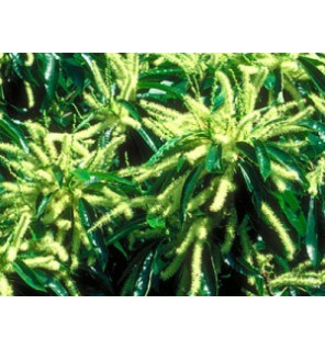 Ανθοΐαμα Sweet Chestnut 30ml