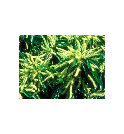 Ανθοΐαμα Sweet Chestnut 30ml