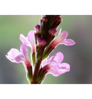 Vervain 30ml