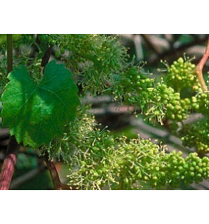 Ανθοΐαμα Vine 30ml