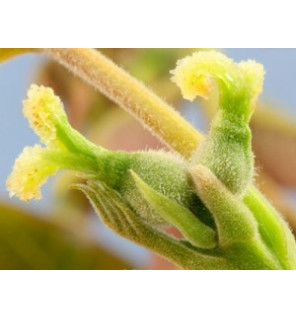 Ανθοΐαμα Walnut 30ml