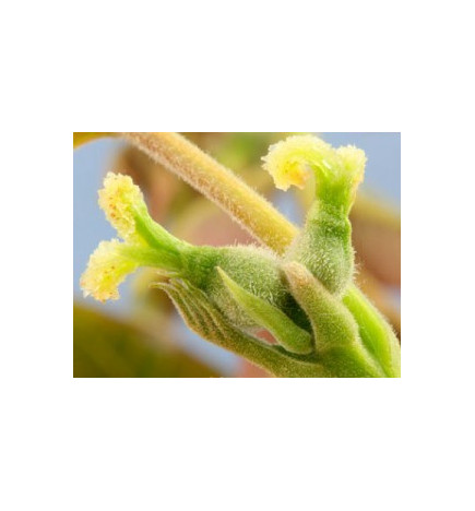 Ανθοΐαμα Walnut 30ml