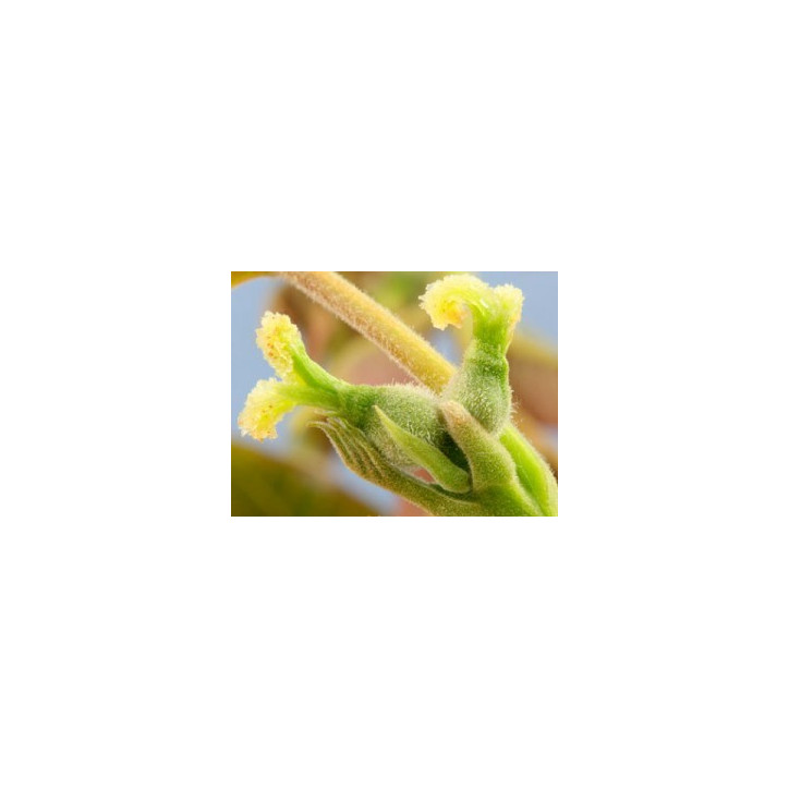 Ανθοΐαμα Walnut 30ml Ανθοΐαμα Walnut 30ml