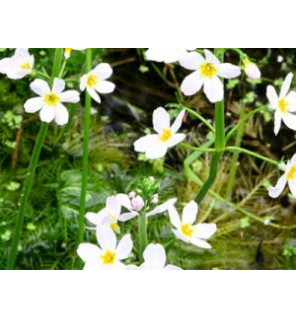 Ανθοΐαμα Water Violet 30ml