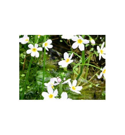 Ανθοΐαμα Water Violet 30ml