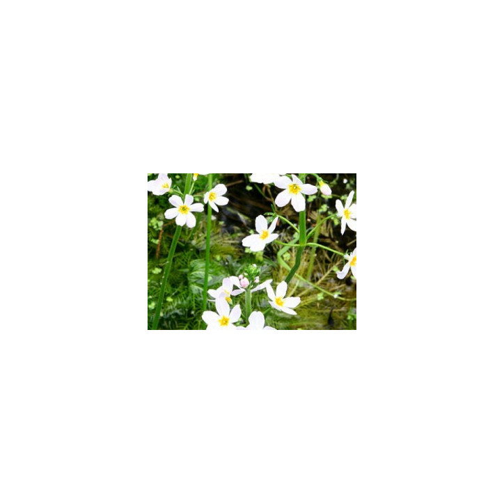 Ανθοΐαμα Water Violet 30ml