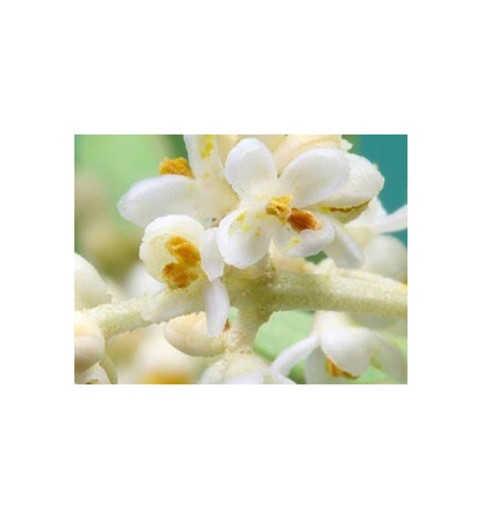 White Chestnut 30ml