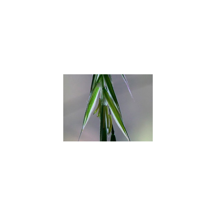 Ανθοΐαμα Wild Oat 30ml Ανθοΐαμα Wild Oat 30ml